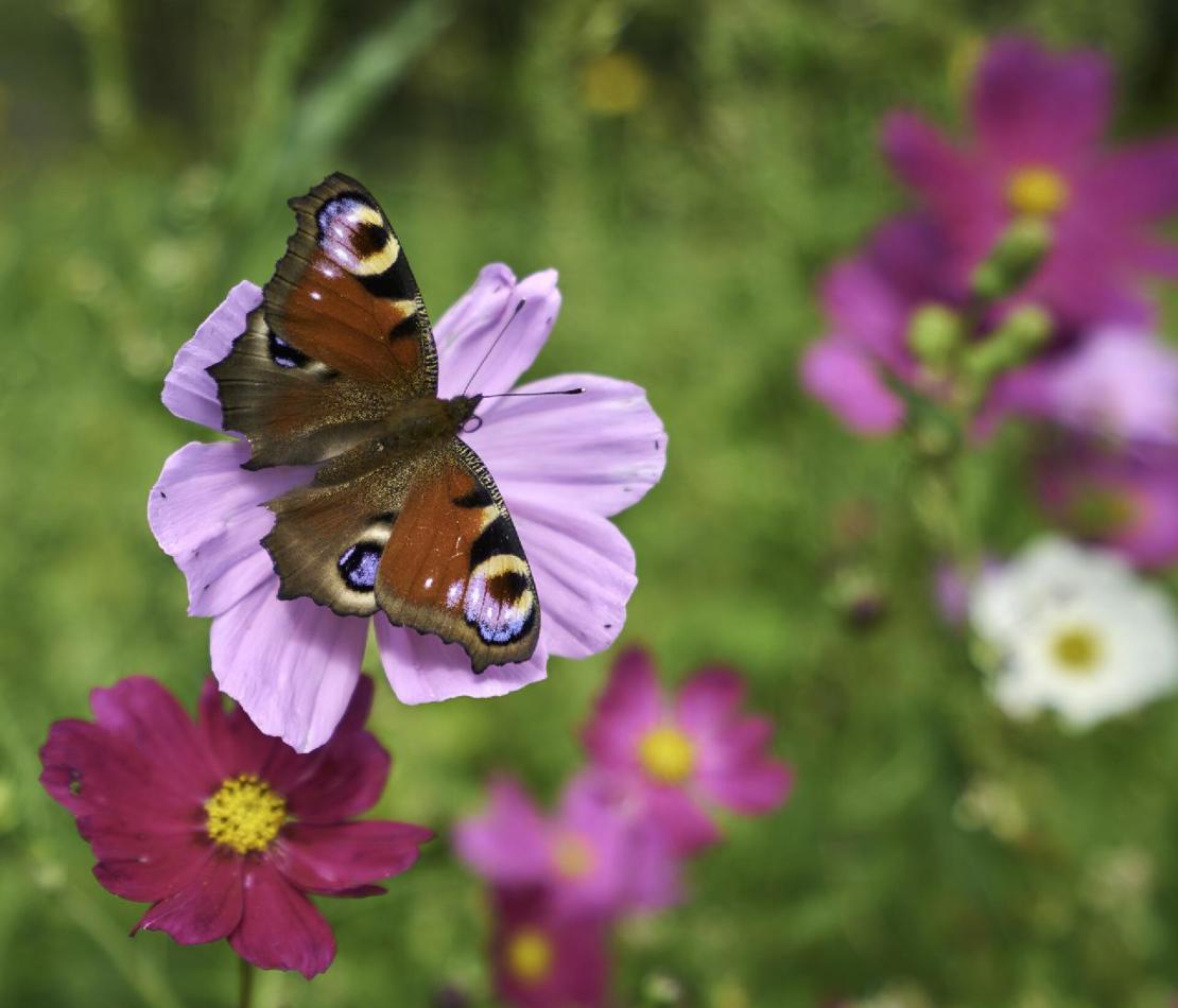 Sommerfugl i blomst